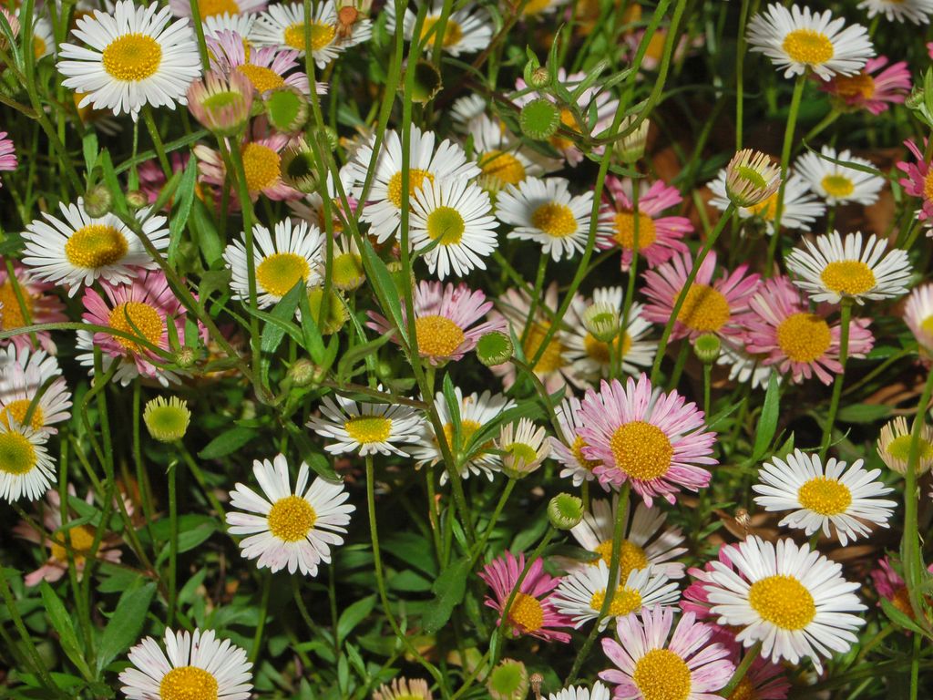 Erigeron karvinskianus / Cspica karvinskiana